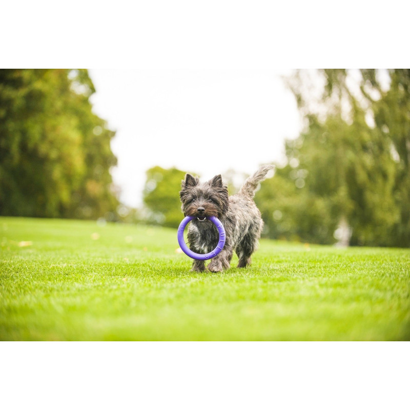 Puller - Mini dla psów małych ras